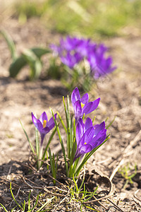 2021年春花园的藏红花鳄鱼草地红花晴天蓝色生长花瓣公园植物群紫色宏观背景图片