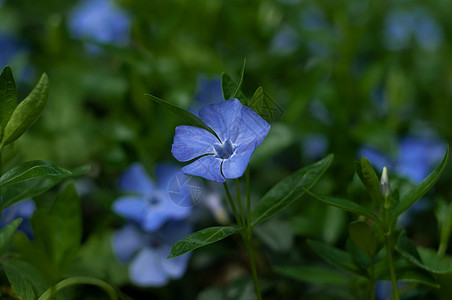 V花的近身摄影花瓣花朵季节叶子背景宏观植物群蓝色紫色花园图片