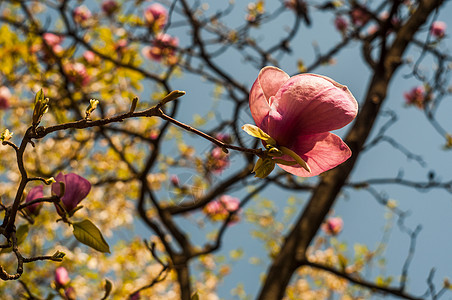 Magnolia树花花园公园花瓣季节植物花朵大花植物群紫色植物学图片