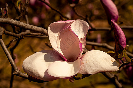 Magnolia树花叶子花园紫色植物群季节植物学植物花朵阳光花瓣图片