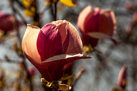 Magnolia树花植物花瓣叶子植物学季节花朵生长公园大花紫色图片