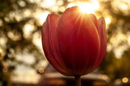 Tullip 春花特快的宏观摄影叶子花瓣植物群花朵光束季节红色太阳绿色粉色图片