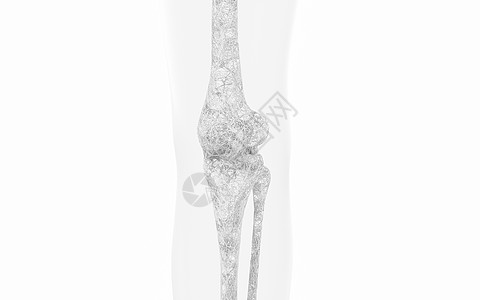 腿骨和膝盖 3D感应骨科药品手术治疗生物学软骨骨骼胫骨关节身体图片