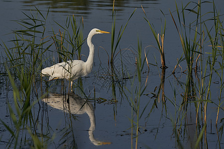 Egret狩猎打猎动物荒野白鹭水鸟翅膀沼泽苍蝇水池镜子图片