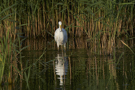 Egret狩猎羽毛动物群翅膀沼泽荒野水池白鹭水鸟脖子植物图片