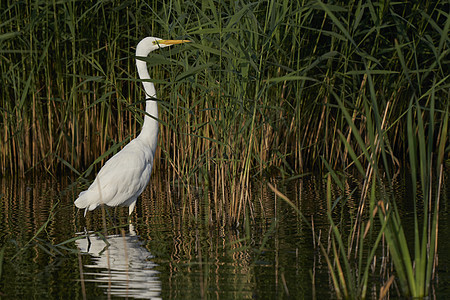 Egret狩猎苍蝇沼泽白鹭水池羽毛翅膀动物群反射镜子芦苇图片