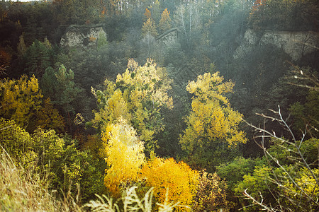 秋天的森林 鸟瞰图 金色的秋天风景与黄色和绿色的树木 充满阳光的图像 自然之美的概念图片