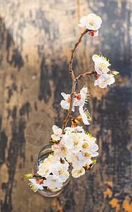 配桃花开的春季概念餐具银器树叶绿色环境樱花盘子乡村玻璃餐巾图片