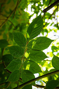 带有绿叶的夏季概念花园植物叶子绿色种植园食物收成树叶柠檬生长图片