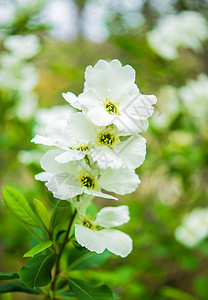 春时花园植物学香水茉莉花调子植物群环境香味植物叶子疗法图片