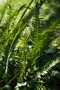 勒弗罗皮斯高举剑法公园森林蕨类绿叶植物树叶花园荒野背景剑蕨图片