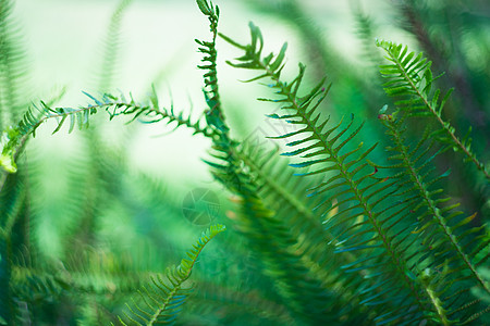 勒弗罗皮斯高举剑法森林宏观公园花园背景蕨类树叶绿色绿叶植物图片