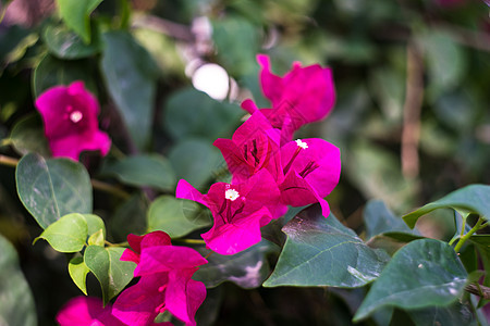 粉红色果树花花园公园植物群衬套美丽植物植物学热带藤蔓季节图片