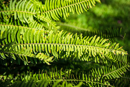 勒弗罗皮斯高举剑法背景绿色树叶绿叶荒野公园耳廓蕨类剑蕨植物图片