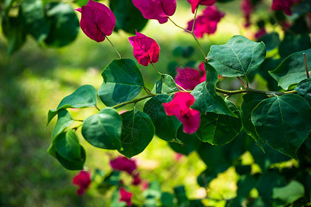 粉红色果树花热带藤蔓植物植物学美丽季节花瓣花园公园叶子图片