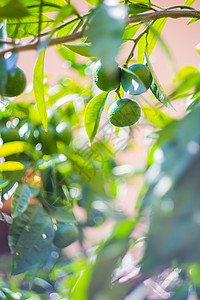 花园里有石灰树柠檬食物种植园树叶生长绿色叶子水果植物收成图片