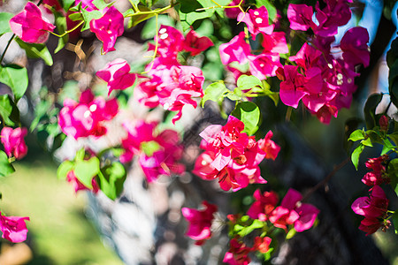 粉红色果树花花园植物学叶子衬套植物公园季节藤蔓花瓣热带图片