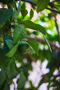 花园里有石灰树植物种植园水果柠檬收成叶子树叶绿色食物生长图片