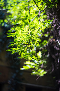 带有绿叶的夏季概念水果生长植物种植园叶子收成绿色花园树叶食物图片