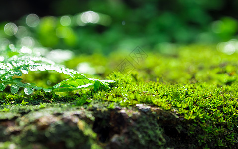 雨水林中生长着水滴的新鲜绿苔和幼苗花园树叶环境藻类蕨类季节公园绿色阳光热带图片