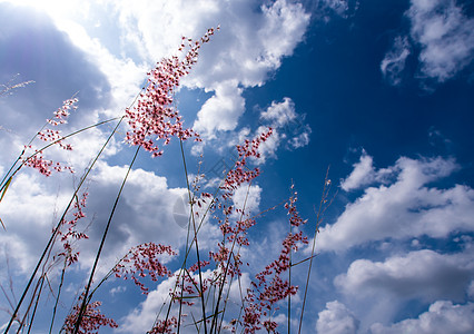 阳光明媚的纳特红宝石草花和蓝天的青云红宝石黄色蓝色太阳橙子红顶杂草天空图片
