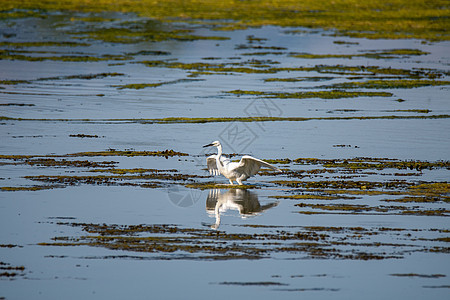 湖里的食鸟寻找猎物荒野涉水鸟类蓝色飞行湿地天空苍蝇沼泽翅膀图片