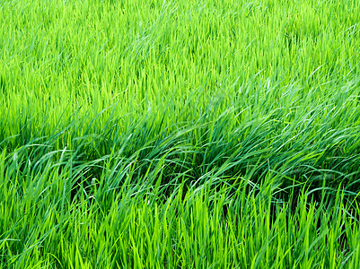 稻田风吹起大米的叶子 苍蝇随风而生天空食物农场收成生长绿色农田季节植物农业图片