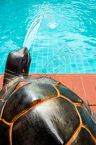 海龟的雕塑 将水流进游泳池图片