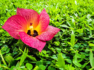 红花落在绿草上绿色场地植物花瓣环境花园草地草皮图片