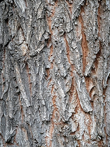 鞭打柳树灰色树皮背景纹理图片