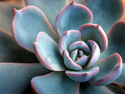 食用植物特写埃切韦里孔雀的新鲜叶叶植物群生长蓝色石头宏观花园紫色叶子孔雀图片