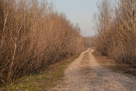 长长直国公路蓝色农村季节土地旅行小路运输森林天空车道图片