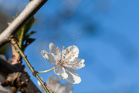 燃烧的白花季节花朵宏观花园叶子花瓣植物学花束植物群礼物图片