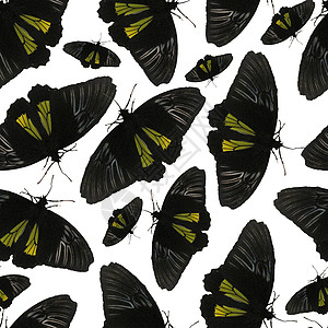 无缝模式 白色背景的黑蝴蝶 黑色月亮的数字纸 注热带航班野生动物照片生物学斑点情调动物自由昆虫图片