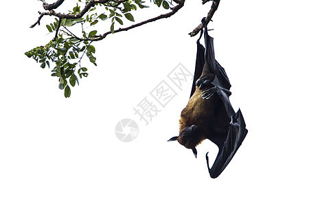 在斯里兰卡蒂萨马哈马的印度飞狐自然保护区食果类蝙蝠翼龙翼手目水平哺乳动物果蝠荒野野生动物图片