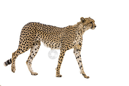 南非Kgalagadi跨界公园Cheetah猎豹野生动物风景猫科保护区野性生物圈气候自然保护区摄影背景图片