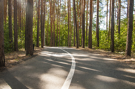 在夏日森林里骑自行车和跑道 白路在人行道上标记公园路线天空旅游风景国家环境松树小路车道图片