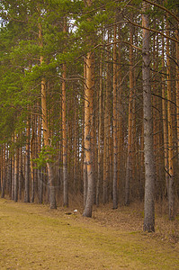 在森林里的春天时间松树植物群松林林地场景木头苔藓树干风景环境图片