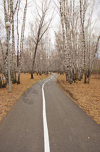 城市公园的自行车路 沥青上的自行车路牌娱乐运动森林运输公园车道路面城市街道路线图片