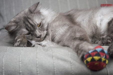 玩玩具彩色球的长毛猫工作室条纹头发灰色胡子长发小猫线索乐趣爪子图片