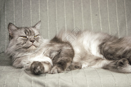 长发灰色猫睡在家里沙发上小猫动物眼睛毛皮胡须长椅条纹睡眠哺乳动物爪子图片