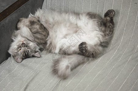 长发灰色猫睡在家里沙发上爪子胡须猫咪眼睛睡眠毛皮耳朵男性小猫动物图片