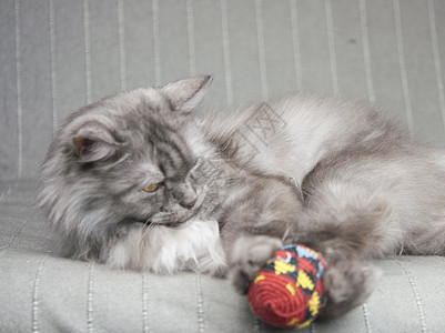 玩玩具彩色球的长毛猫爪子动物线索乐趣猫咪宠物白色头发灰色羊毛背景图片