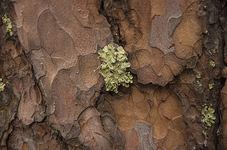松树树皮在背景松树森林中特写图片