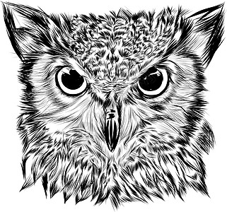 鹰猫的肖像绘画涂鸦动物群情感动物园手表卡通片生态捕食者眼睛图片