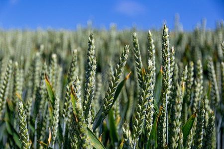 特写普通小麦厂耳朵面包生长种子蓝色谷物场地植物草地乡村图片