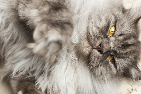 肥灰猫在说谎和伸展虎斑动物猫咪小猫白色哺乳动物灰色宠物眼睛图片