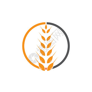小麦标志模板 vecto标识种子玉米金子市场营养面包食物生长横幅图片
