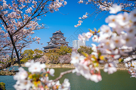 广岛城堡 在日本樱花季节的日间时间纪念碑地标历史性旅游遗产建筑建筑学城市旅行历史图片