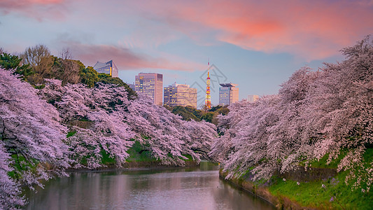 春季的公园与东京的sakura景观旅游季节旅行观光日落节日城市风景运河图片